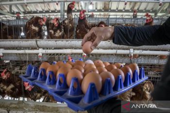 Bapanas pastikan stok dan harga telur ayam aman dan stabil penuhi kebutuhan masyarakat