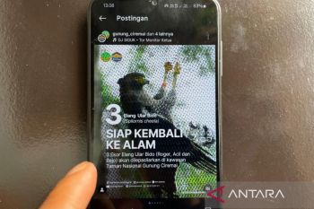 BTNGC canangkan pelepasliaran tiga elang ular bido di Gunung Ciremai