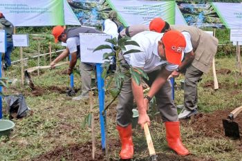 Hari ini BNPB tanam 216.070 pohon secara serentak di Pulau Jawa