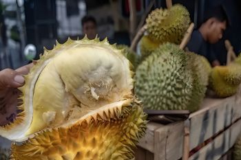 Time for Indonesian durian to triumph in the global market