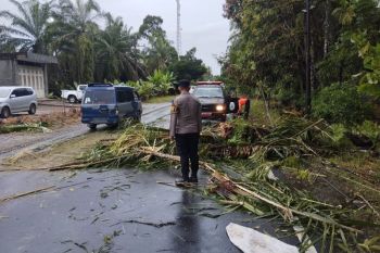 BPBD Agam bersihkan material pohon tumbang akibatkan kecelakaan lalulintas