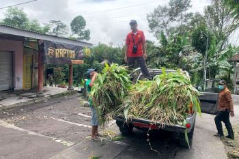 Lumajang siapkan bantuan pakan ternak di masa darurat Semeru