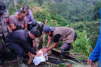 BKSDA Sumbar evakuasi anak harimau yang terjerat di Agam (Video)