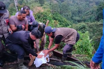 Tiger cub rescued in West Sumatra after being trapped in snare