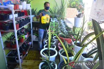 Simak lagi warta soal kehamilan Alyssa Daguise, tanaman pemurni udara