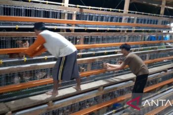 Aceh Tamiang kini berdiri kandang ayam petelur berkapasitas 25.000 ekor