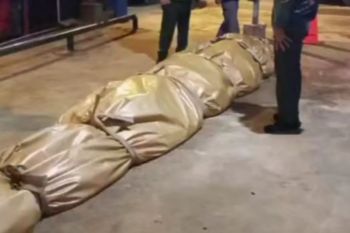 Bangkai buaya raksasa di Inhil dikirim ke Jakarta untuk diawetkan