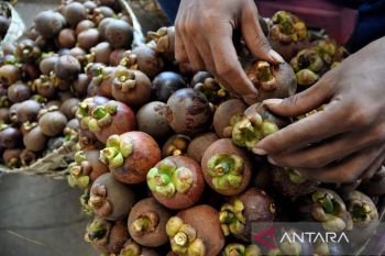 Manggis segar dari Indonesia serbu pasar China