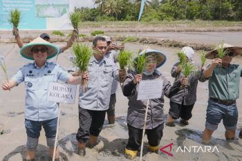 PT Vale tanam perdana demplot padi dukung ketahanan pangan