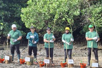 Kompensasi emisi KKI, BI tanam 1.000 mangrove di Teluk Benoa Bali