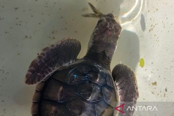 Guardians of Lombok's turtles: How a small community fights extinction