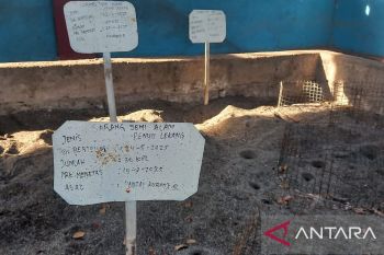 Menumbuhkan kesadaran masyarakat untuk selamatkan penyu