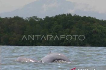 Pesut Mahakam di Ambang Punah, Lalu Lintas Tongkang Jadi Alarm Ekologis