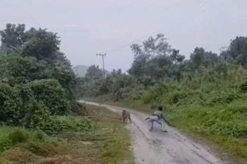 Harimau sumatra terekam video di Aceh Timur