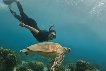 Menyelami keindahan bawah laut Pantai Nipah