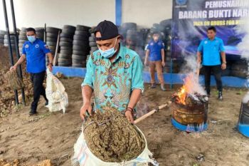 BNNP Aceh musnahkan 54 kilogram ganja