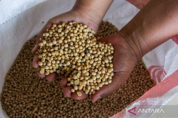 HKTI: Kedelai impor masih dibutuhkan untuk jaga stabilitas harga dan pasokan
