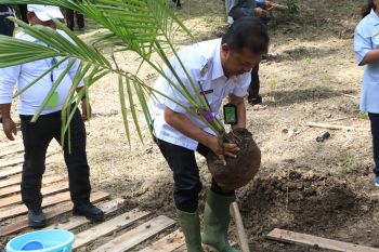 Pemkab Kulon Progo menerima bantuan pengembangan kelapa dari Kementan
