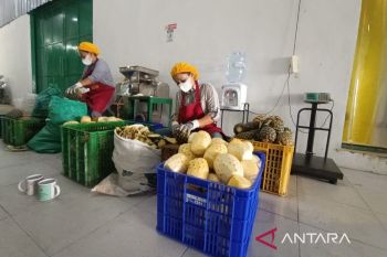 Dompet Dhuafa serap ribuan pekerja melalui Industri Komunal Olahan Nanas