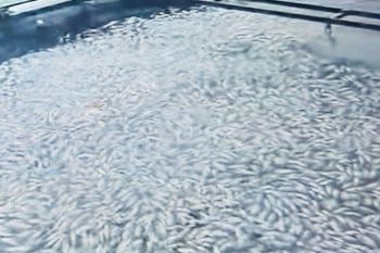 Ikan Danau Maninjau mati capai delapan ton dampak hujan-angin kencang (Video)