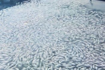 Dampak hujan-angin kencang, delapan ton ikan di Danau Maninjau mati