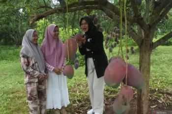 Wisata petik buah mangga garifta
