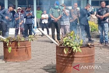 TNGGP memastikan tanaman Khat ditemukan di luar taman nasional