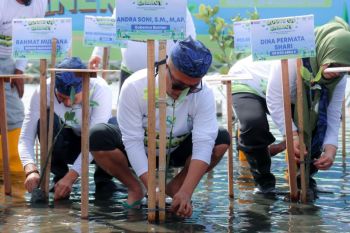 Pemprov Banten dorong pemeliharaan mangrove berkelanjutan pascatanam.