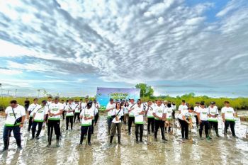 PLN tanam 5.100 pohon mangrove di Benoa jaga kawasan pesisir