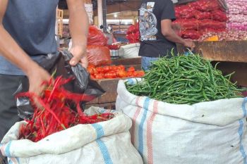 Harga cabai merah tembus Rp200 ribu per kg di Aceh