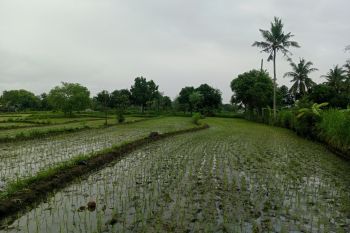 Target luas tanam padi 2025 Lombok Tengah terlampaui