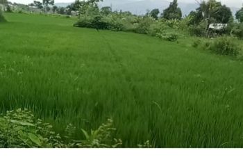 Pemilik lahan KP2B di Mataram bakal dapat insentif