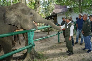 Minister urges better forest management following Sumatra floods