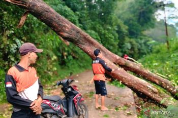 BPBD OKU evakuasi pohon tumbang di jalan penghubung Kecamatan Pengandonan dan Ulu Ogan