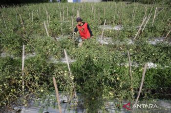Indonesia, FAO push youth role in farming for food security