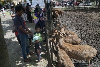 Wisata penangkaran rusa di Tulungagung