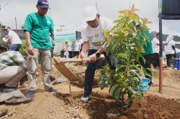 PLN tanam 600 pohon Alpukat di hulu DAS Tuntang