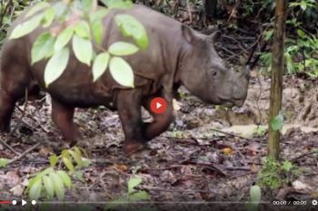 Dua ekor Badak Kalimantan melawan kepunahan  - VIDEO