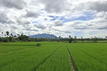 Nilai Tukar Petani Lampung tercatat naik 1,25 persen di November 2025