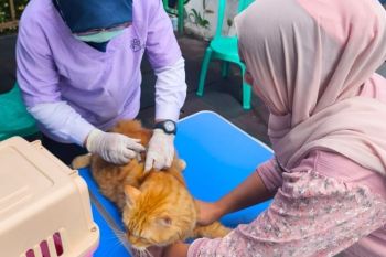 Ratusan hewan penular rabies di Jakbar divaksinasi selama November