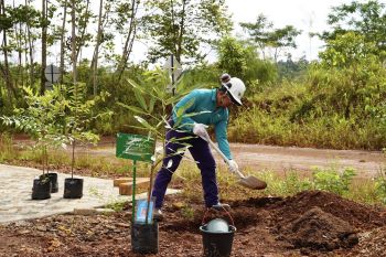 PT Vale tanam pohon serentak di Morowali dan Sorowako peringati HMPI