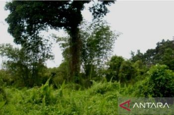 BPK Wilayah V temukan tanaman kapur barus di Kota Kapur