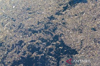 Kapal pembawa kayu terdampar di Pesisir Barat alami robek bawah