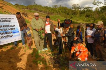 Pemkab Jayawijaya mendorong penanaman ubi jalar memperkuat ketahanan pangan