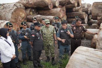 Pembalakan liar di Hutan Sipora rugikan negara Rp447 miliar