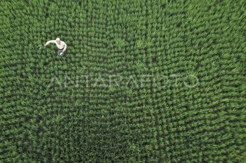 Jejak efisiensi pupuk di lumbung jagung