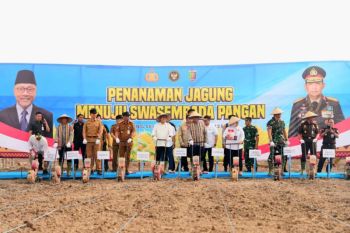 Penanaman jagung di Lampung Selatan untuk perkuat ketahanan pangan
