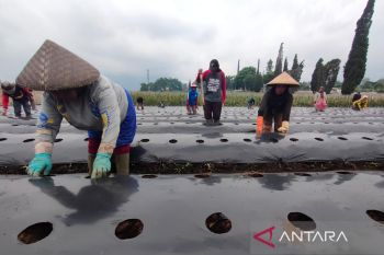 Petani Jabar tingkatkan produksi kentang industri adopsi metode Thailand
