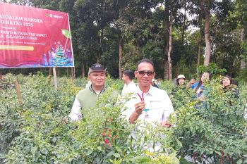 BI dan Pemuda Kristen Minahasa panen cabai merah jaga inflasi