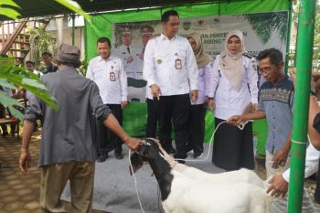 Batealite Jepara diproyeksikan jadi sentra peternakan kambing boer